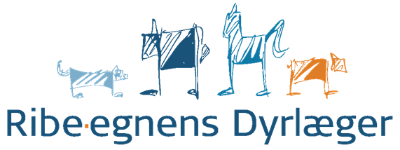 Bliv en del af kvægteamet hos Ribe-egnens Dyrlæger