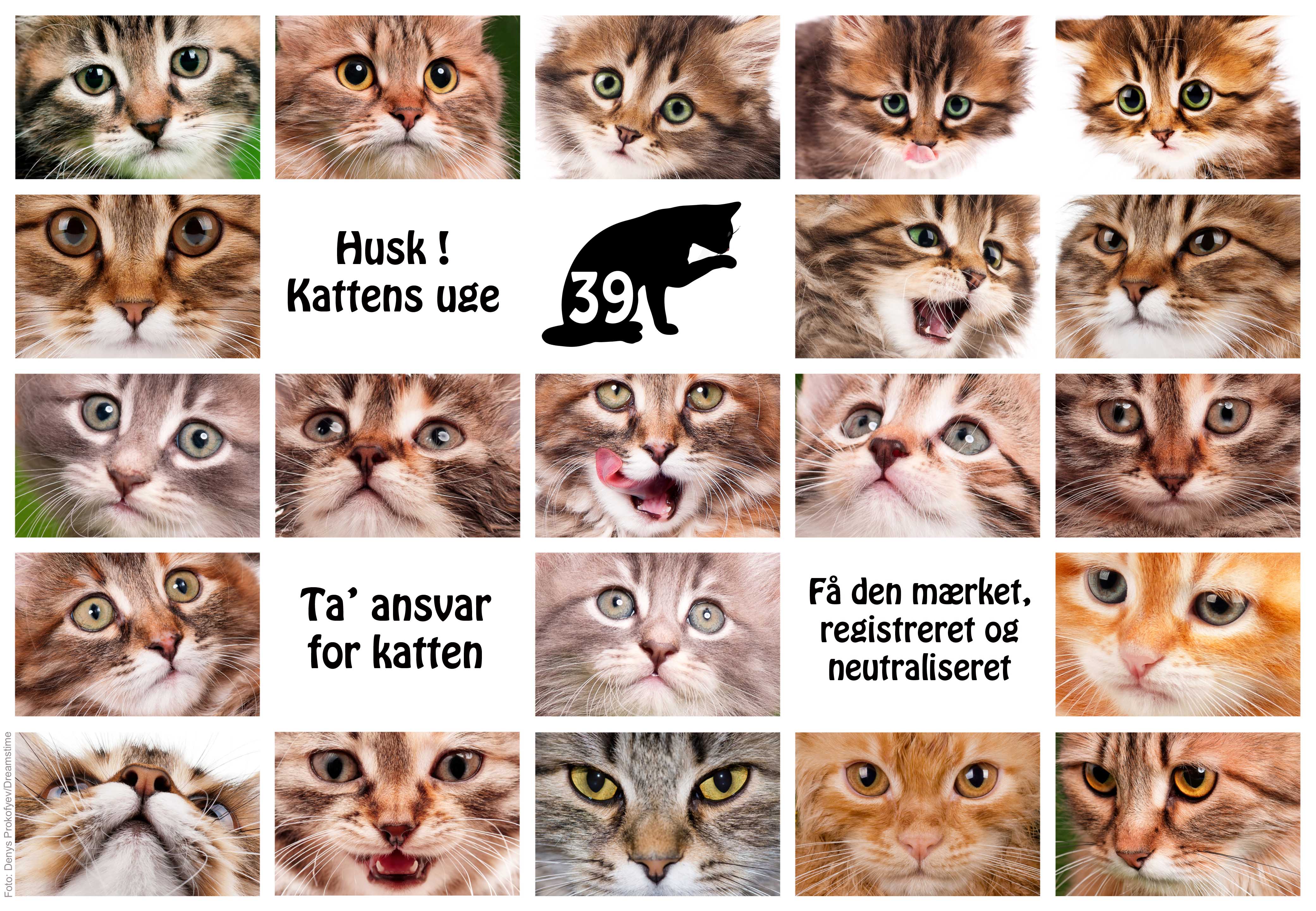 Kattens | Den Dyrlægeforening