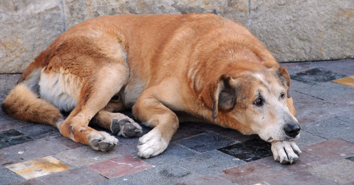 Import af hunde | Den Dyrlægeforening