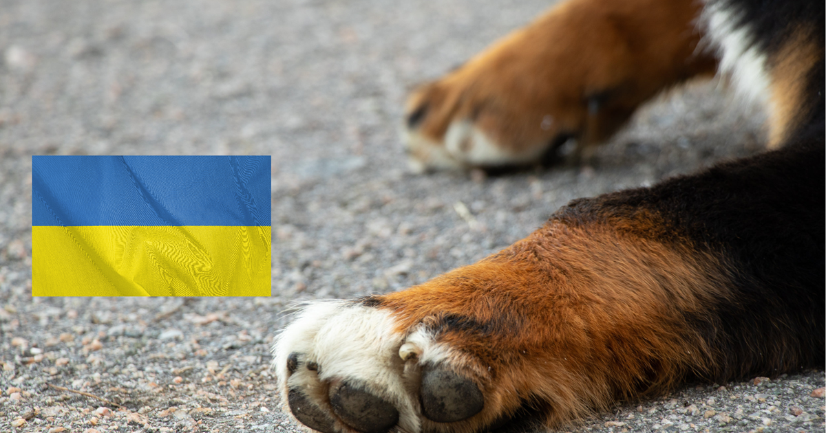Information til om dyr fra Ukraine Den Danske Dyrlægeforening